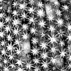 NIR photographs of oil palm units