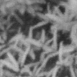 NIR Dataset for Palm Unit Identification