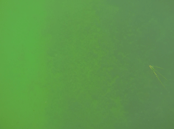 Underwater Visual and Visual-Inertial Datasets (UVVID)