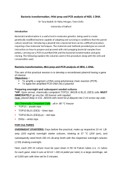 Bacteria transformation, Mini prep and PCR analysis