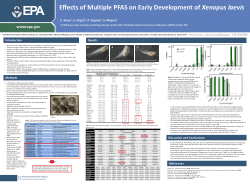 Effects of Multiple PFAS on Early Development of Xenopus laevis