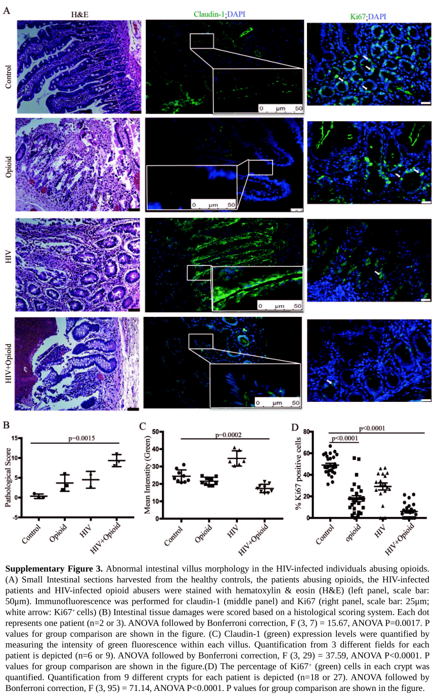 Presentation 3 Opioids Impair Intestinal Epithelial Repair In Hiv Infected Humanized Mice Pptx