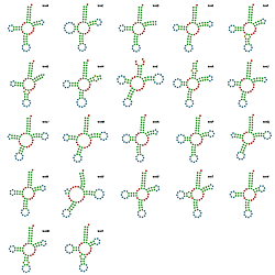 Image_2_A New Species of the DeepSea SpongeAssociated Genus