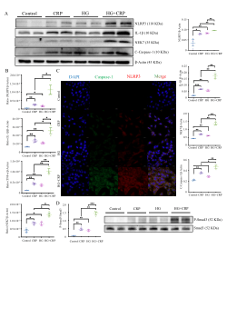 Supporting data for “C-reactive protein promotes diabetic kidney disease: mechanism and potential application”