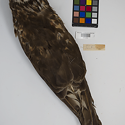 Marsh hawk (ILH_Birds:0001254)