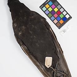 Crow (ILH_Birds:0001255)