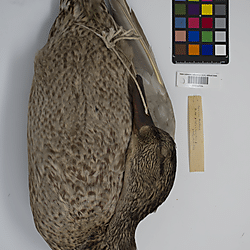 Common mallard (ILH_Birds:0001256)