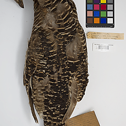 Greater prairie chicken (ILH_Birds:0001257)