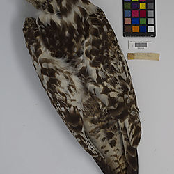 Red-tailed hawk (ILH_Birds:0001258)