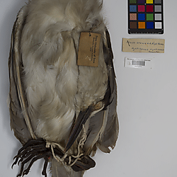 Black-crowned night heron (ILH_Birds:0001259)