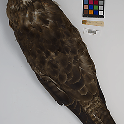 Western red-tailed hawk (ILH_Birds:0001260)
