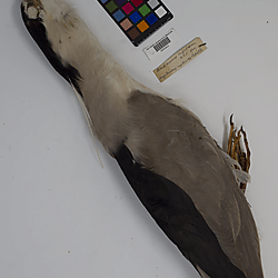 Black-crowned night heron (ILH_Birds:0001261)