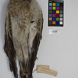 European harrier hawk (ILH_Birds:0001262)