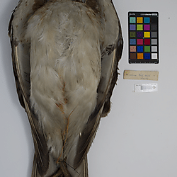 Western red-tailed hawk (ILH_Birds:0001263)