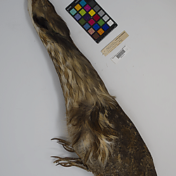 American bittern (ILH_Birds:0001264)