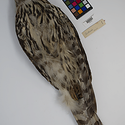 Goshawk (ILH_Birds:0001265)