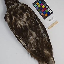 Harlan's red-tailed hawk (ILH_Birds:0001266)