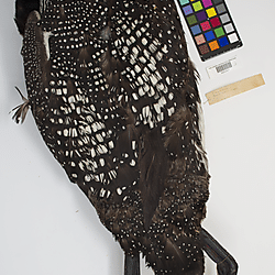 Common loon (ILH_Birds:0001267)