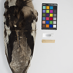 Red-breasted merganser (ILH_Birds:0001268)