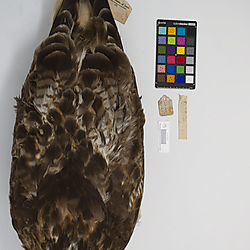 Eastern red-tailed hawk (ILH_Birds:0001269)