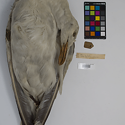 Herring gull (ILH_Birds:0001270)