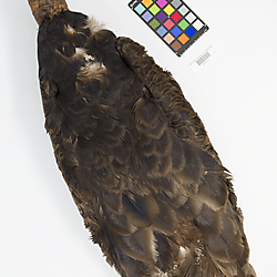 Turkey vulture (ILH_Birds:0001272)