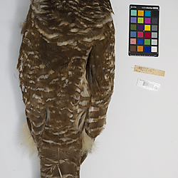 Northern barred owl (ILH_Birds:0001274)