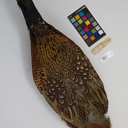 Chinese ringneck pheasant (ILH_Birds:0001275)