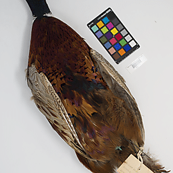 Chinese ringneck pheasant (ILH_Birds:0001276)