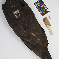 Turkey vulture (ILH_Birds:0001277)