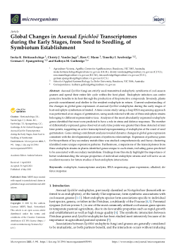 Global changes in asexual epichloë transcriptomes during the early stages, from seed to seedling, of symbiotum establishment
