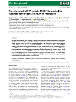 The mitochondrial LYR protein SDHAF1 is required for succinate dehydrogenase activity in Arabidopsis
