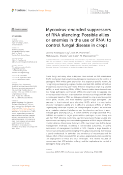 Mycovirus-encoded suppressors of RNA silencing: Possible allies or enemies in the use of RNAi to control fungal disease in crops
