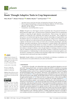 Roots' Drought Adaptive Traits in Crop Improvement