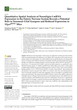 Quantitative Spatial Analysis of Neuroligin-3 mRNA Expression in the Enteric Nervous System Reveals a Potential Role in Neuronal–Glial Synapses and Reduced Expression in Nlgn3R451C Mice