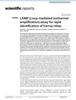 LAMP (Loop-mediated isothermal amplification) assay for rapid identification of Varroa mites