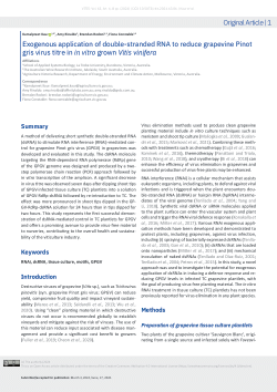 Exogenous application of double-stranded RNA to reduce grapevine Pinot gris virus titre in in vitro grown Vitis vinifera