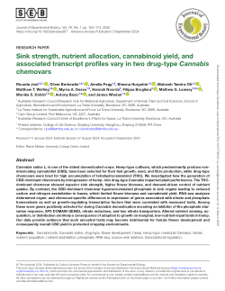 Sink strength, nutrient allocation, cannabinoid yield and associated transcript profiles vary in two drug-type Cannabis chemovars