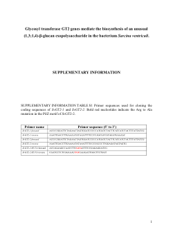 Glycosyl transferase GT2 genes mediate the biosynthesis of an unusual (1,3;1,4)‐β‐glucan exopolysaccharide in the bacterium Sarcina ventriculi