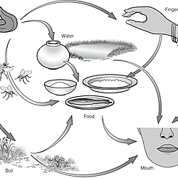The common transmission routes of faecal-oral infections