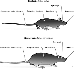 Morphological differences between rats