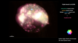 Supplementary movies