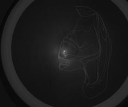 Video of X-ray computer tomography (XCT) images of Antarctic Meteorite OUT 18018