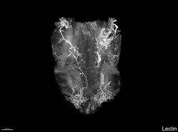 Supplemental video S3: Extramural vascular supply to the female mouse urinary bladder