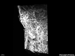 Supplemental video S5: Relationships between blood vascular networks of the mouse urinary bladder, ureters and urethra