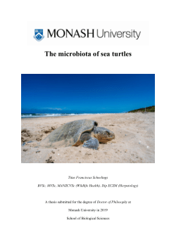The microbiota of sea turtles