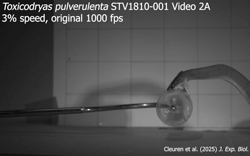 High speed videos of snake strikes for "Kinematics of strikes in venomous snakes"