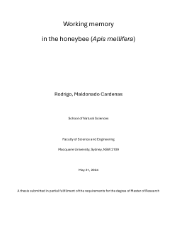 Working memory in the honeybee (<i>Apis mellifera</i>)