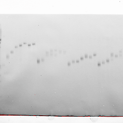 Analysis of single telomeres in the sexual cycle of yeast -TIFF files