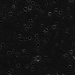 Original raw imaging data and numerical data underpinning figures of the publication titled “The last resort antibiotic daptomycin exhibits two independent antibacterial mechanisms of action”